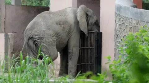 The Solitary Life and Demise of Delhi’s Sole Elephant from Africa